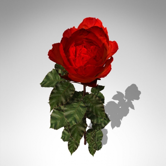FL17-rose-1_550x550
