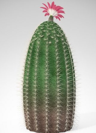 SW08-rainbow-cactus-4_550x550