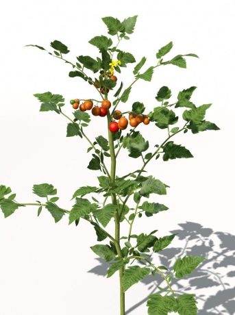 VG18-cherry-tomato-04_550x550