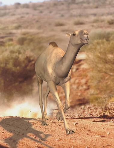 3d-camel