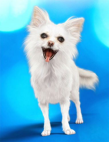 Chihuahua for Daz Dog 8: Brutus