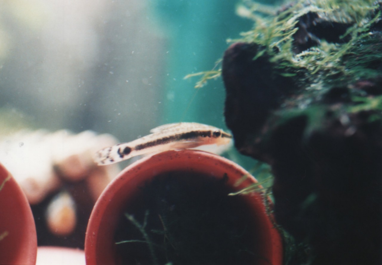 Other Fish