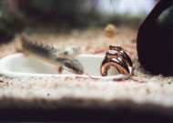 セネの幼魚