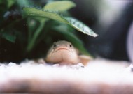 カエルみたい