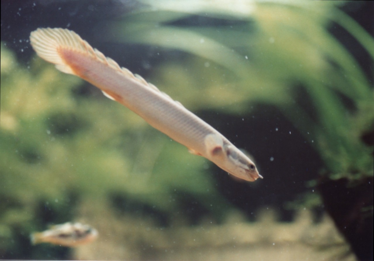 Polypterus