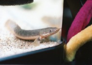 これはなに？