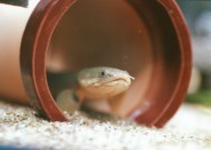 土管大好き