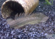 頭から突っ込む