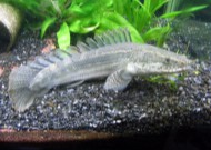 ステゴサウルス系？