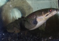 ひげおやじみたいでしょ？