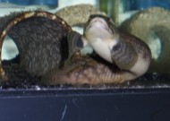 ややぽっちゃりw