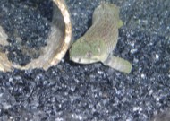 緑がのってきたとこ